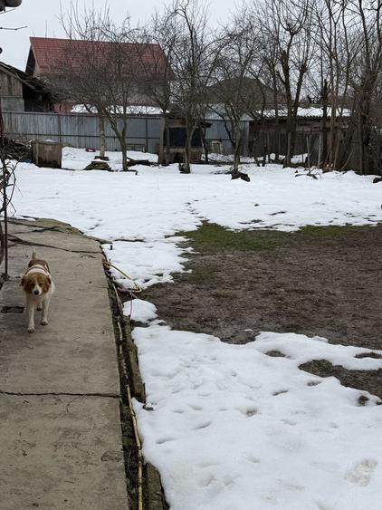 Casa de vinzare plus teren 891mp in gradistea,strada principala - 3