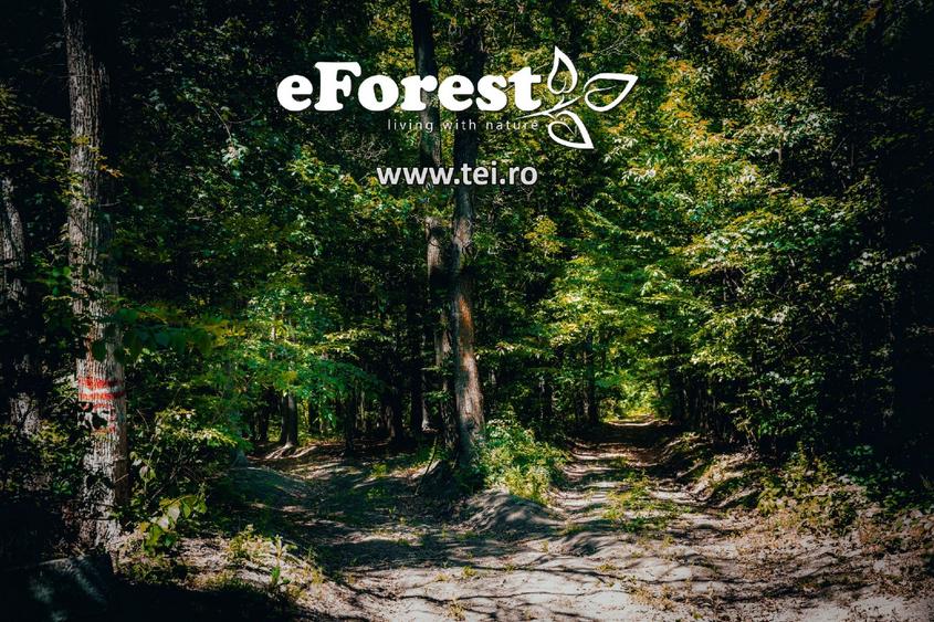 Loturi de casă 720 - 900 mp, langă Pădure în eForest, acces asfaltat - 4