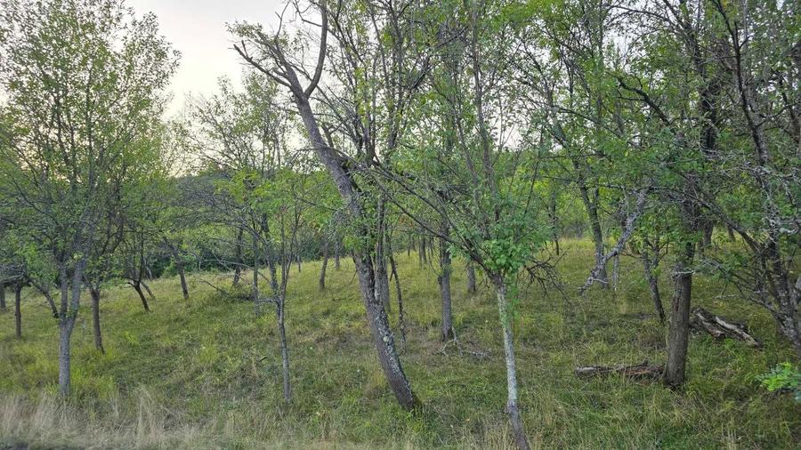 Vand teren in loc. Ulies, com. Gurasada, jud. Hunedoara - 1