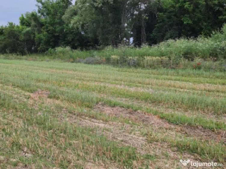 Teren extravilan de vanzare, 4900 mp, Bolde?ti Scaieni - 3