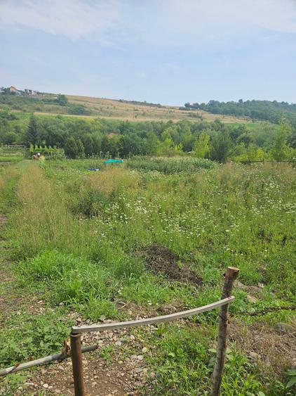 Vand teren intravilan,strada Budiului, 2 parcele,   total 5000 mp,neconstruibil. - 2