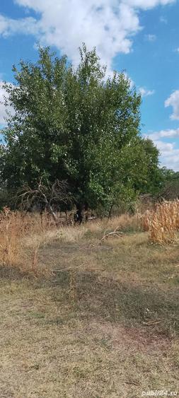 Casa la ?ara jud. Giurgiu, 4 camere, curte 4000 mp - 4