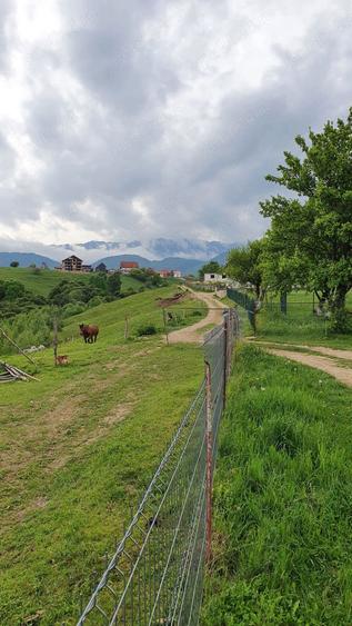 teren extravilan sat pestera jud brasov - 5