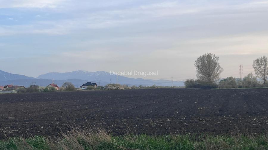 Teren 50000mp Extravilan-Intrare Halchiu-Cod 4486