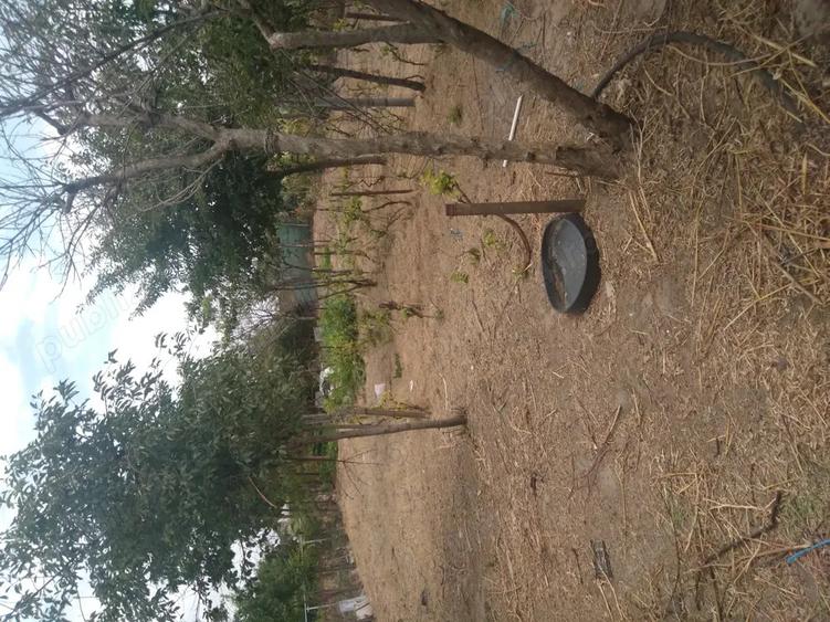 Casa de vanzare jud braila ,com chiscani - 4