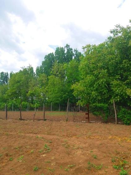 Lipia 10 minute Snagov - 4