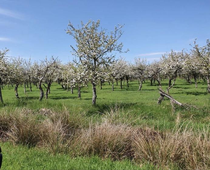 Vand societate/firma cu active de 13,16 HA teren livada Voivodeni Arad - 3