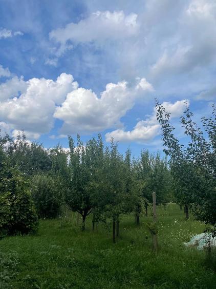 CASA IN CUCI + 1 ha teren - 3