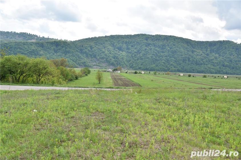 Teren de vanzare in Dumbrava Rosie - 1