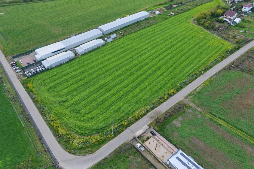 Teren intravilan 7.811 mp | Ciolpani, Ilfov | Acces drum public - 1