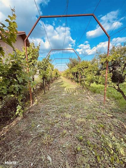 Vila Cu 14 Camere Si 3405 Mp Teren In Sanmartin - 17