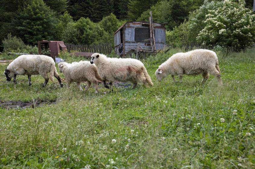 Ferma de vanzare, teren 21436 mp intravilan, Cosnea, Agas - 9