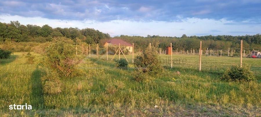 Teren intravilan in Gepiu - 3