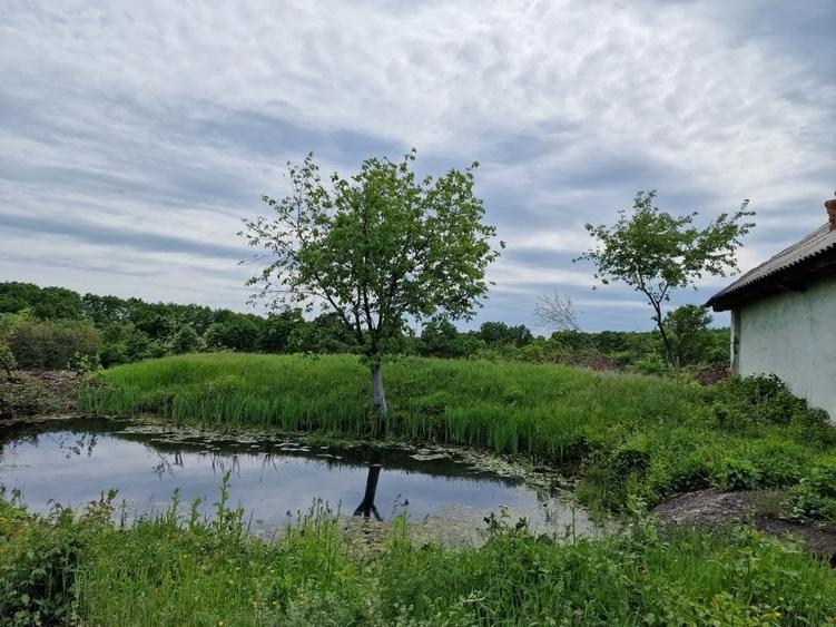 Mosoaia - casuta - Padurea Trivale - Teren intravilan - 11.275 mp/  4300 padure - 5