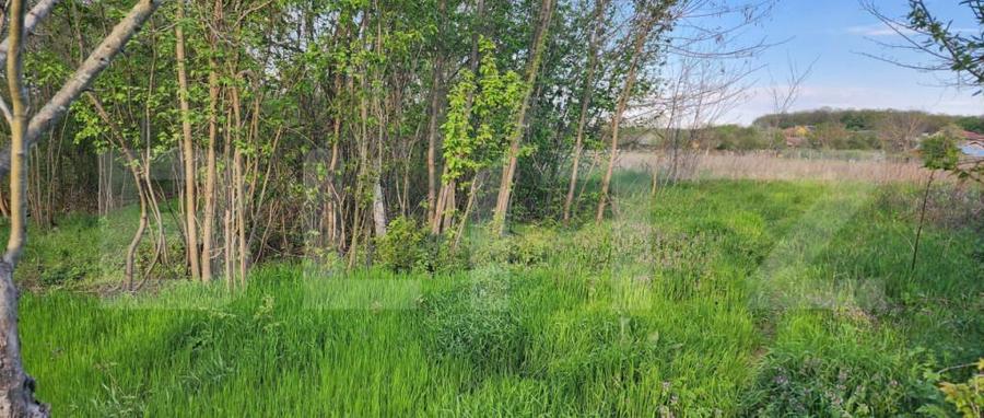 Teren 6650 mp, cu casa nefinalizata de 111 mp, in Nisipoasa - 6