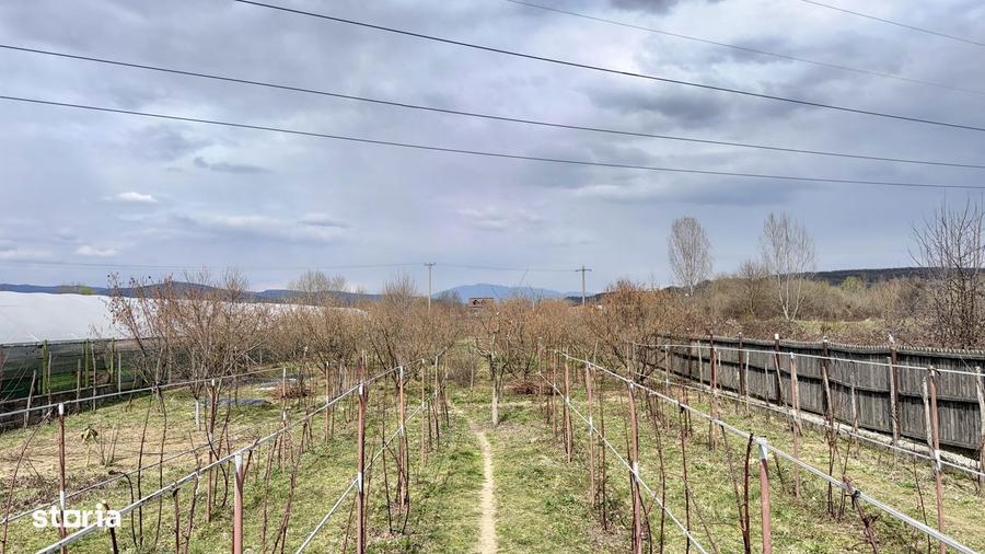 Vila cu piscina | Livada | Curte 3000 mp - 4