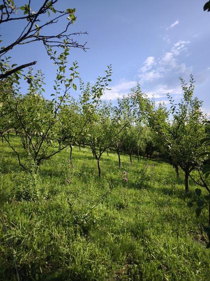 Casa de vanzare la tara - Sat Boian, Comuna Ceanu Mare cu teren 40 ari - 5