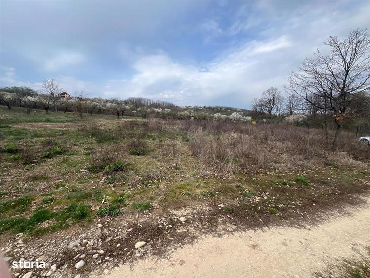 RECO Teren Paleu - 4