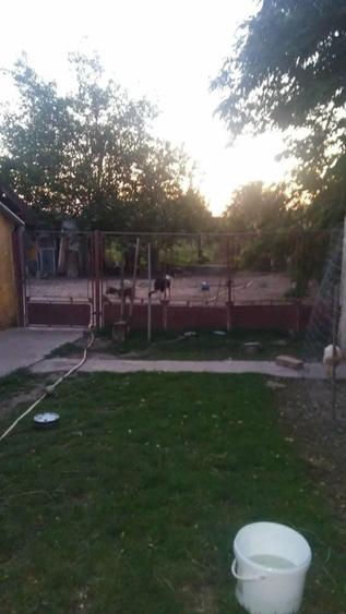 Vand casa batraneasca - 1