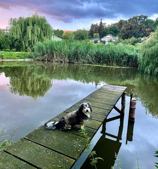 Vanzare casa vila -Dulcesti - 6