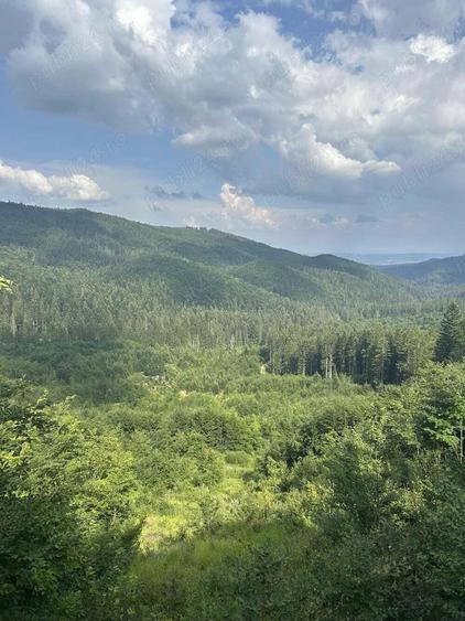 Investi?ie valoroasa in masivul forestier Babeni 179,6 ha - 1