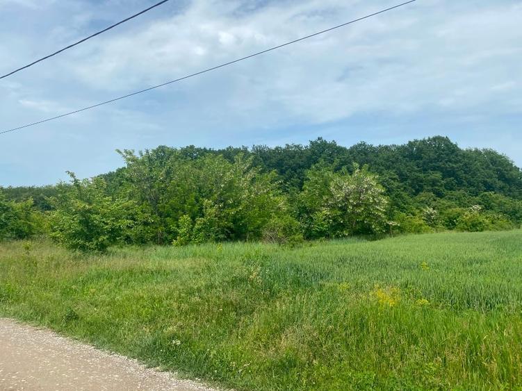 TereCiofliceni 5690 mp.Deschidere de 50m. - 6