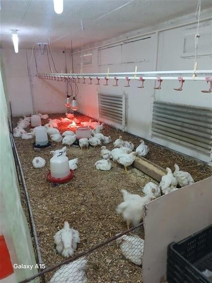 RECO Microferma avicola la doar 14 km de Oradea - 2