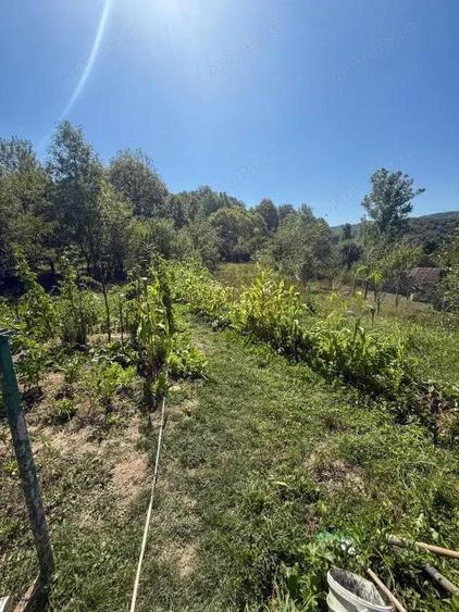 Casa de vacanta sau rezidenta in Adunati, buget redus - 13