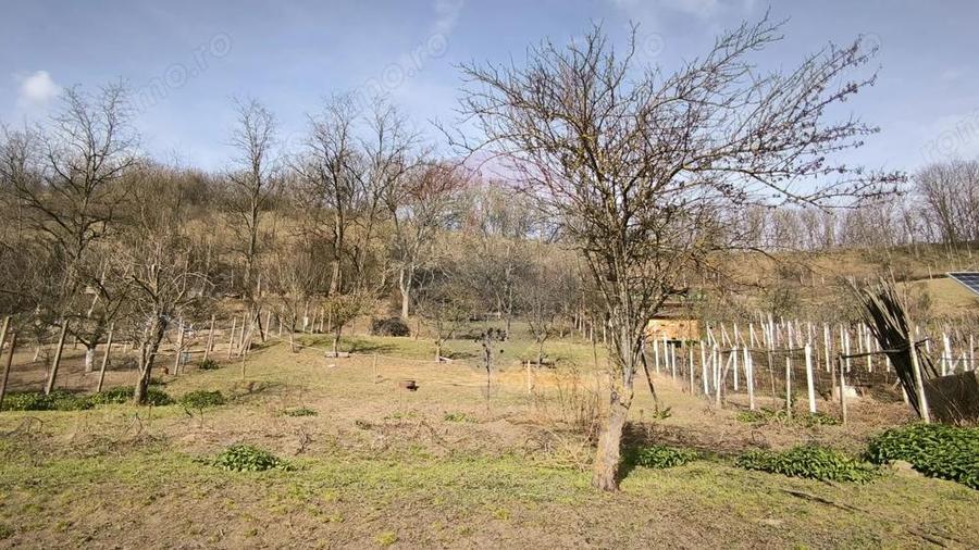 Casa la ?ara in Transilvania - sat sasesc Paucea, jud. Sibiu - 16