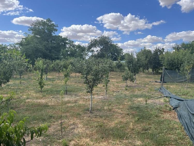 Sacele, Jud Constanta. Oportunitate! Casa la sol, 4 camere si dependinte,livada! - 4