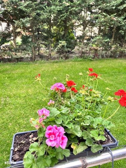 Casa individuala 4 camere Tunari Balotesti Good Afternoon Residence - 8