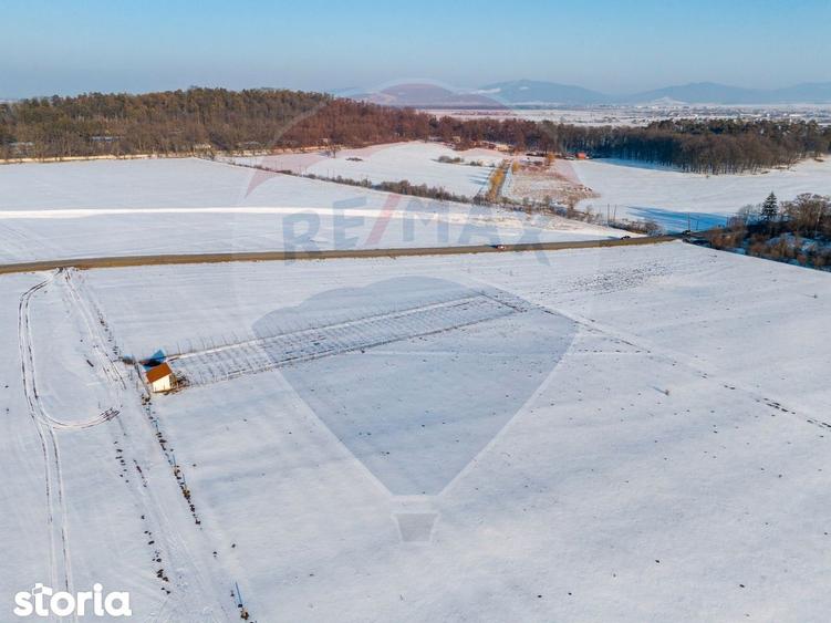 PLANTATIE ARONIA- TEREN AGRICOL - 8