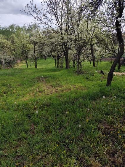 Teren intravilan de vanzare - 1