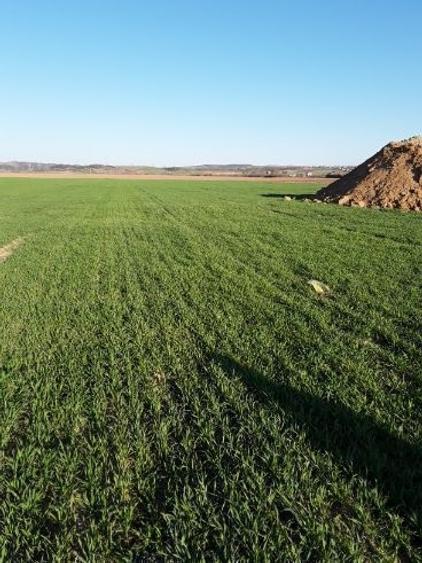 Teren intravilan de 1000 mp, în Țânțăreni - 3