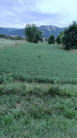 VAND TEREN INTRAVILAN Dofteana, jud. Bacau, 2.039 mp, acces: DN12 - 6