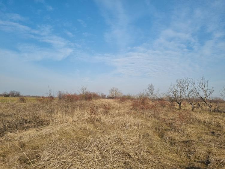 Teren de vanzare 2500 mp Adunatii Copaceni- in spatele Primariei - 1