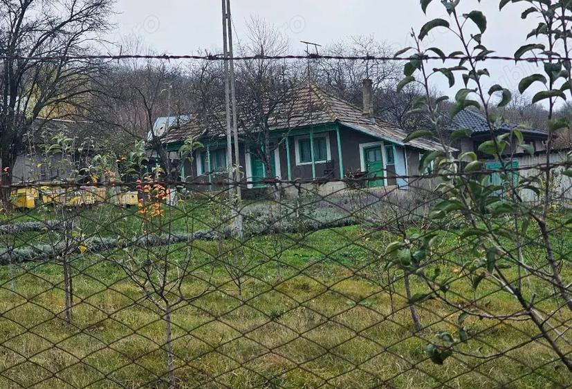 Casa + teren generos 5000 mp intravilan cu livada tanara si vita de vie productiva. - 1