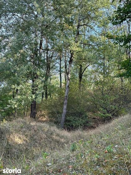 10 ha Padure localitatea Vladimir judetul Gorj - 1