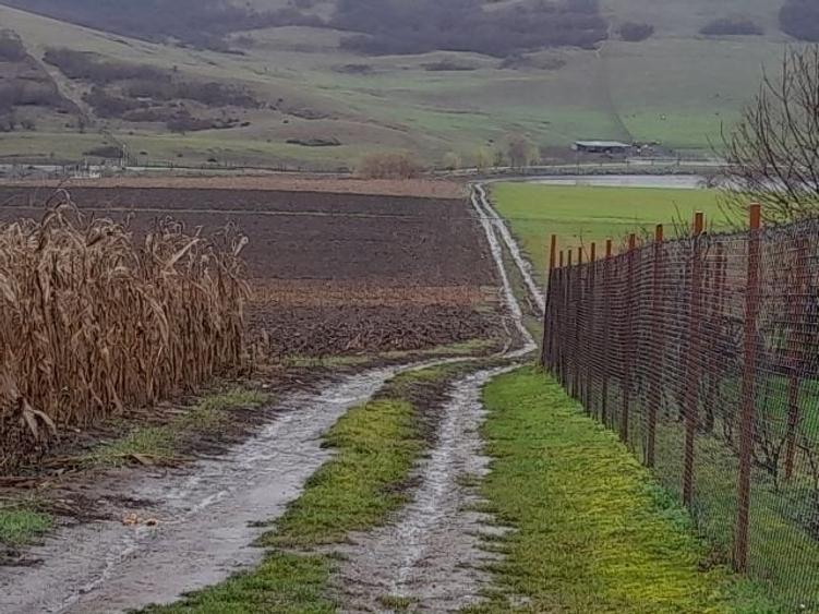 Imobiliare Maxim - teren livada in Daia - 1