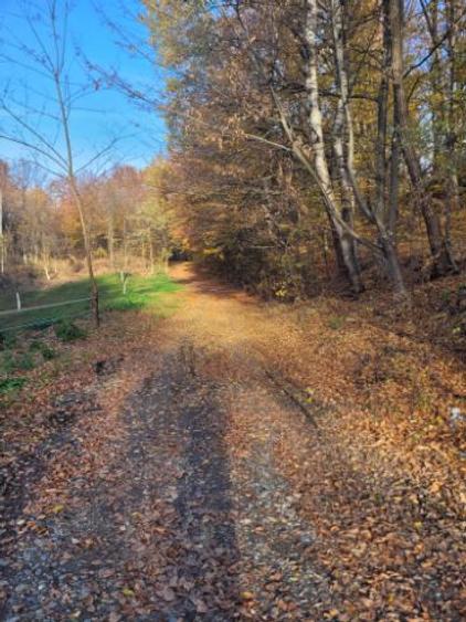 Vand teren cu padure la 5 km de Curtea de Arges,zona deal-munte,zona superba  - 10