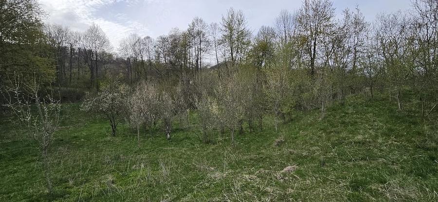 Teren de 3320 mp, în Provița de Sus