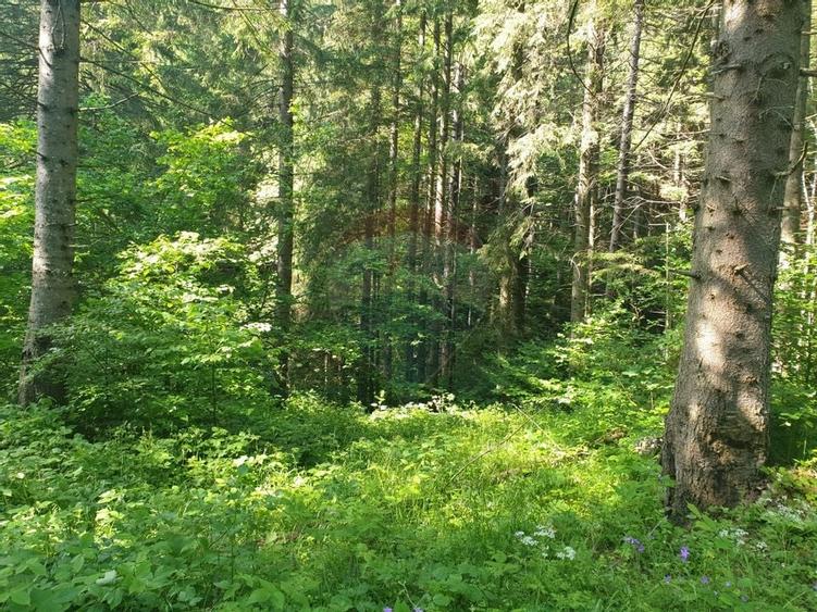 Teren intravilan, 56000 mp, Poiana Brașov - 8