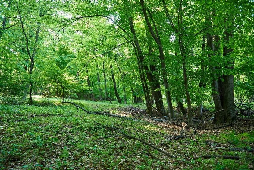 Vand teren 5000 mp, Schitul Tarata, Iasi - 4