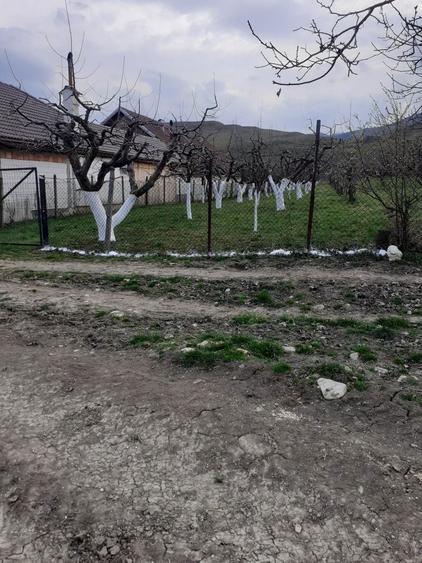 Vand teren extravilan livada - 6