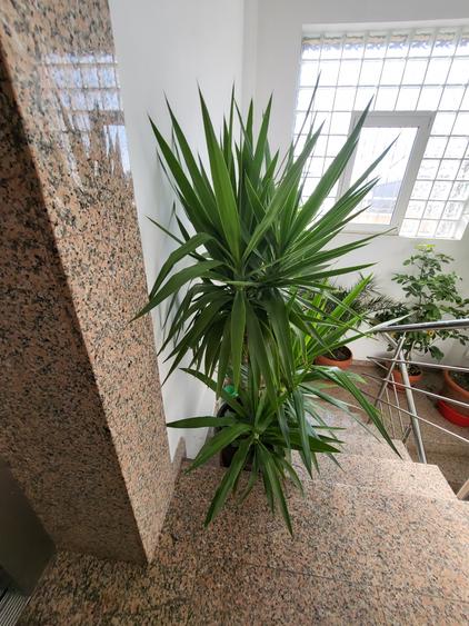 Vanzare  apartament 4 camere bucuresti noi damaroaia - 4