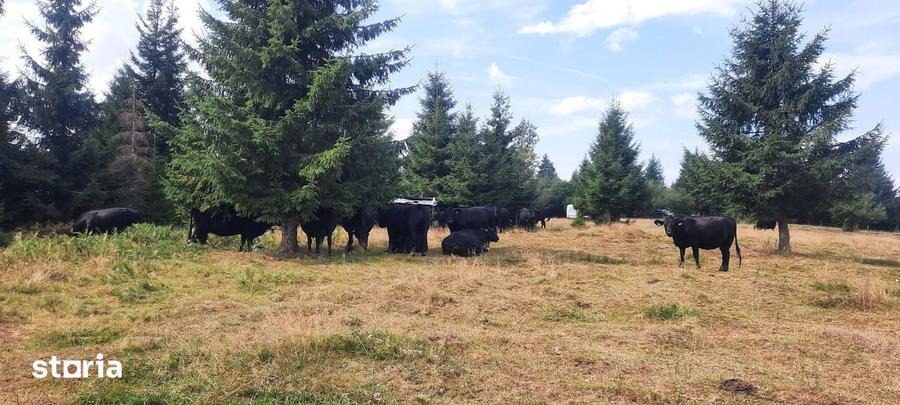 Vand teren 47.8 HA intravilan + extravilan Moisei/Viseu - 7