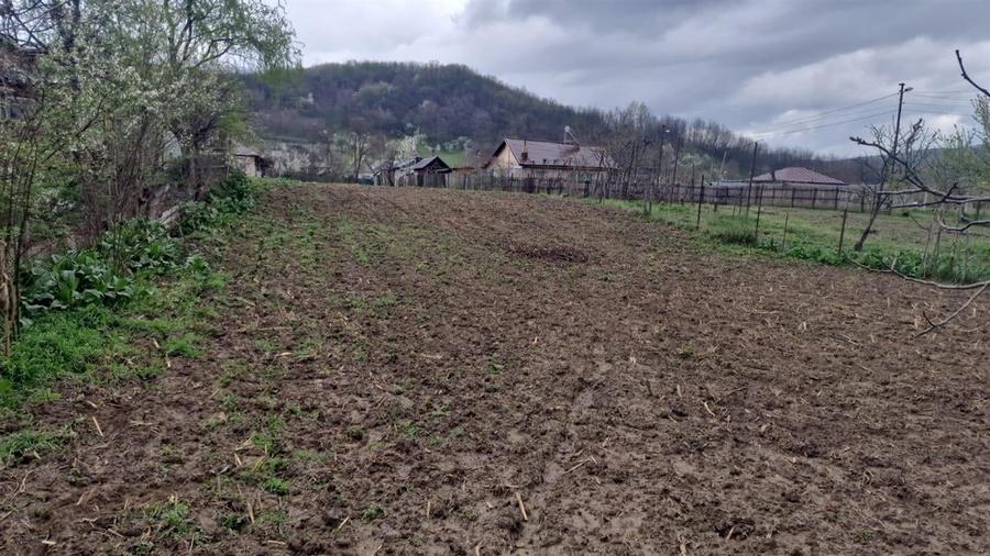 TEREN GURA VITIOAREI - 7