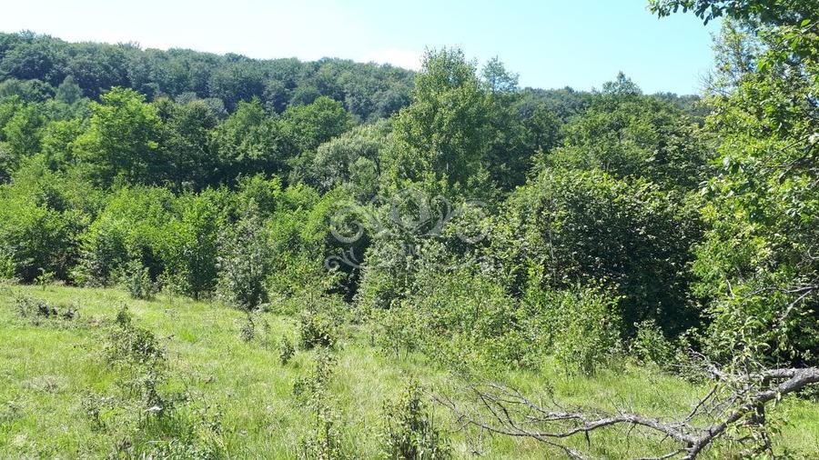 Teren cu livada de vanzare in Albesti de Muscel - 8