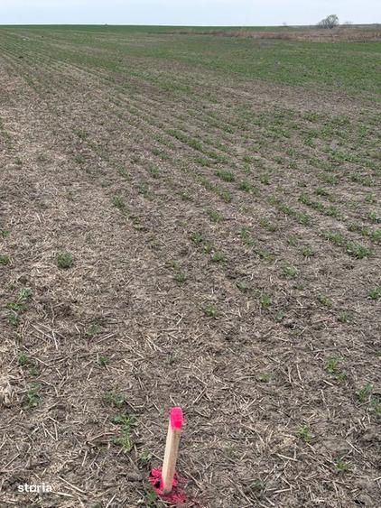 Teren arabil Vasilati - 4