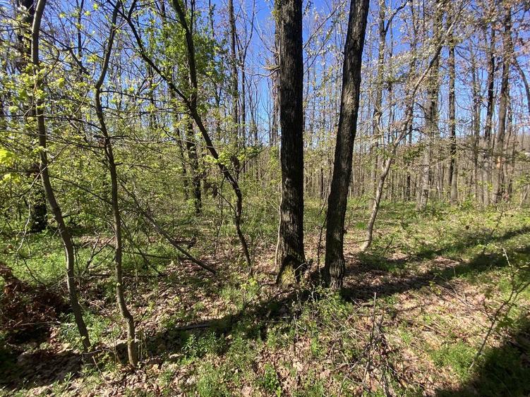 Teren de vis langa Pitesti - 7